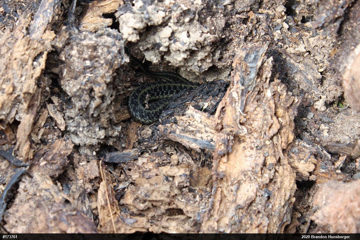 Eastern Gartersnake