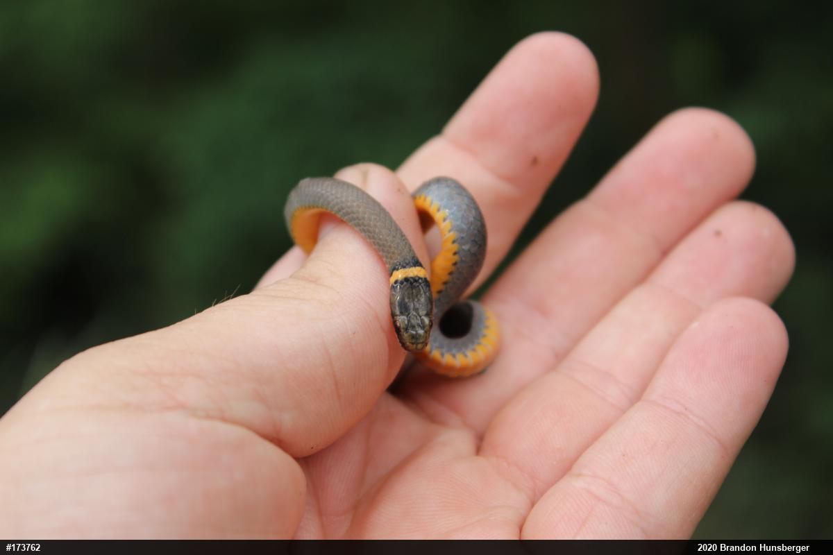 Northern Ring-necked Snake