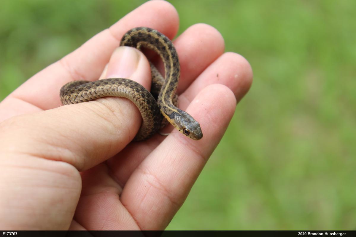 Eastern Gartersnake