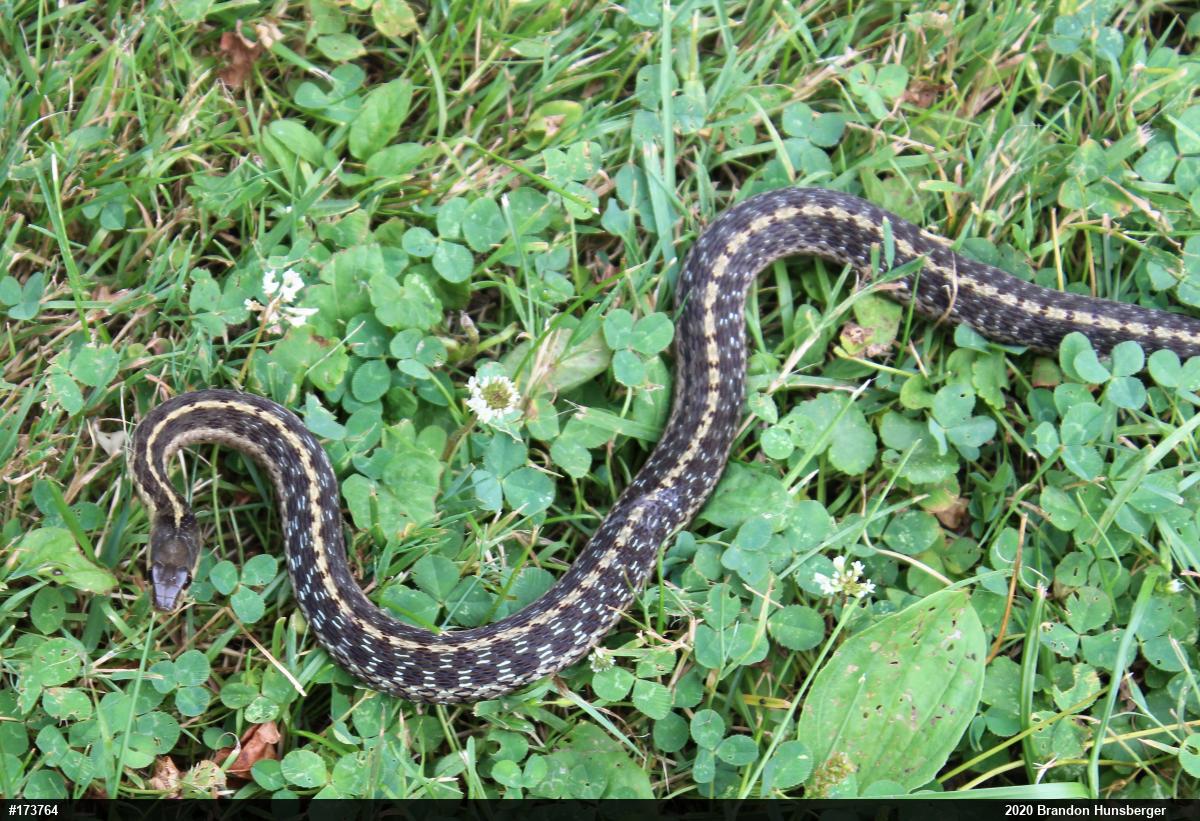 Eastern Gartersnake