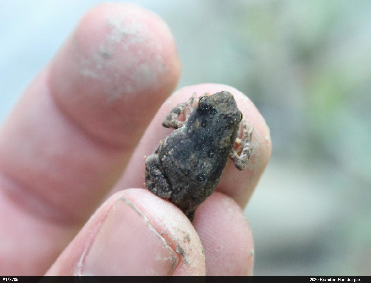 Eastern American Toad