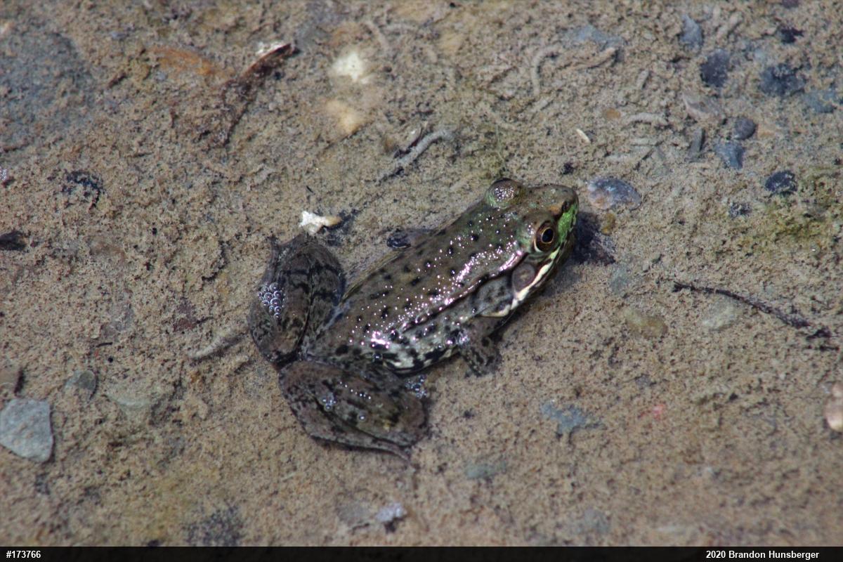 Green Frog