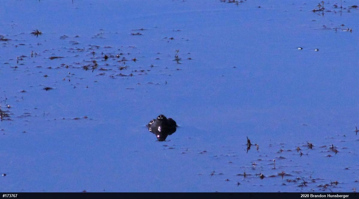Snapping Turtle