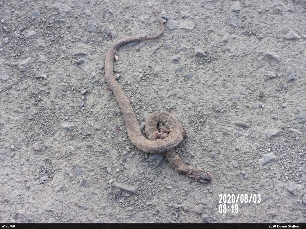Northern Watersnake
