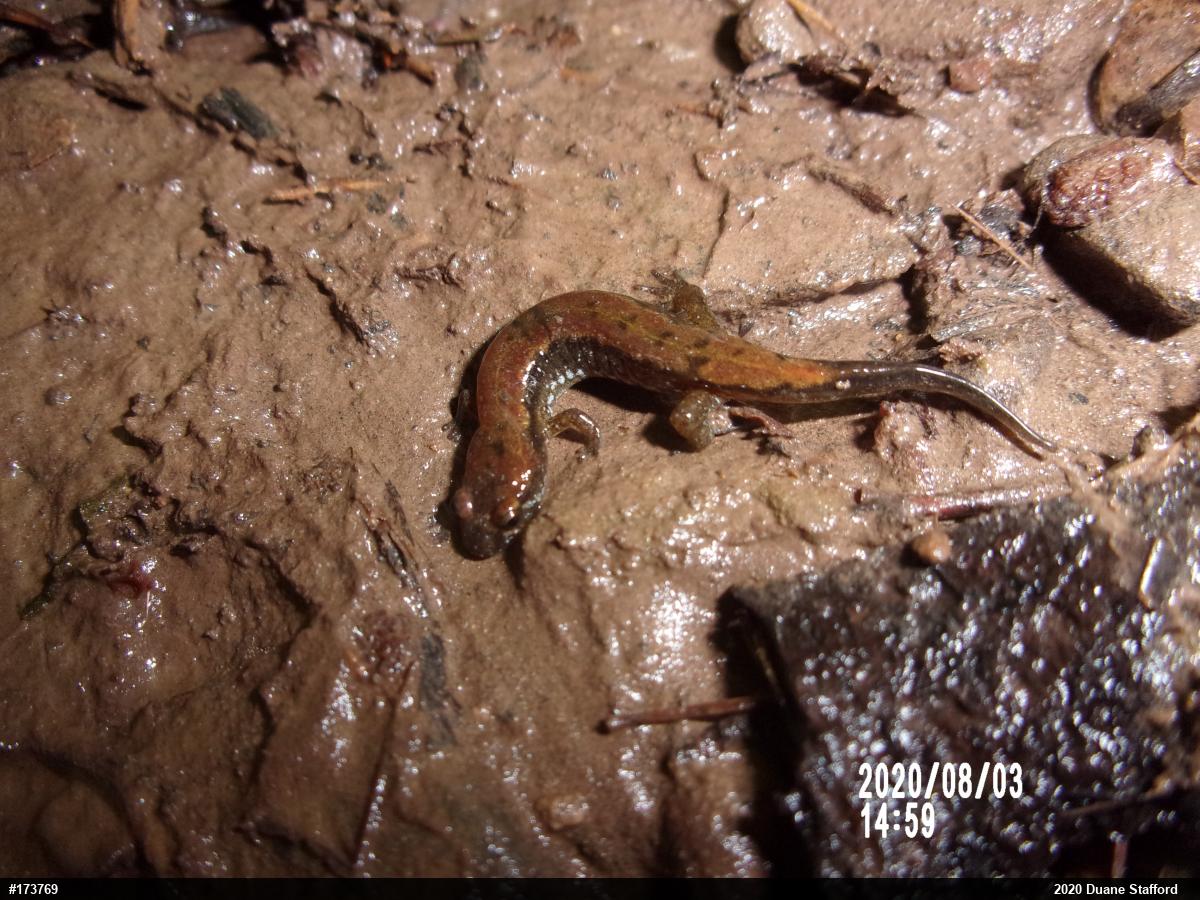 Northern Dusky Salamander