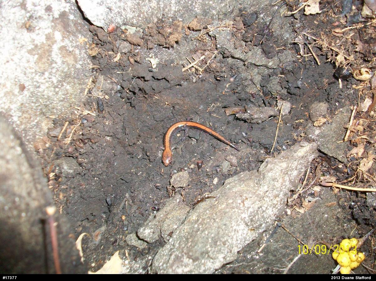 Eastern Red-backed  Salamander