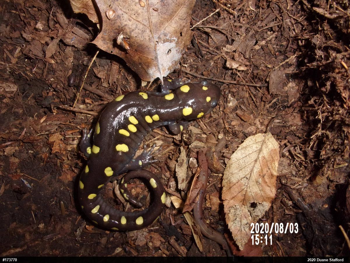 Spotted Salamander