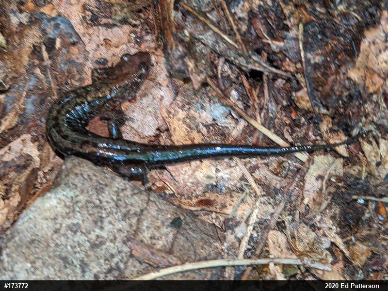 Allegheny Mountain Dusky Salamander
