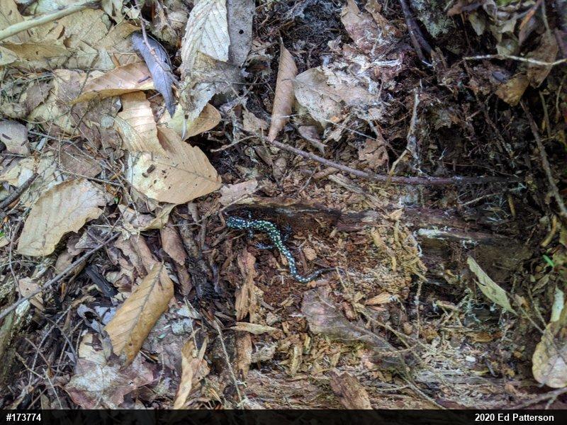 Northern Slimy Salamander