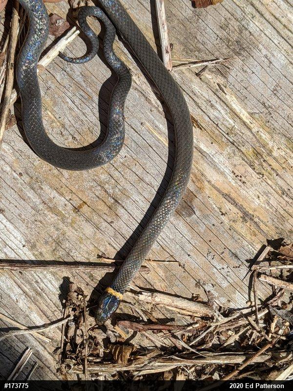 Northern Ring-necked Snake