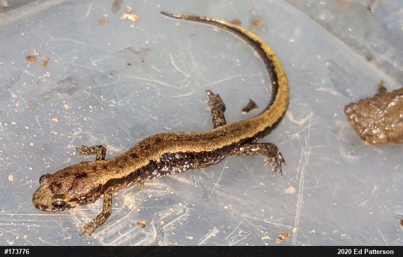 Allegheny Mountain Dusky Salamander