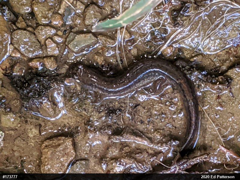 Northern Dusky Salamander
