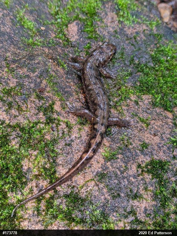 Seal Salamander
