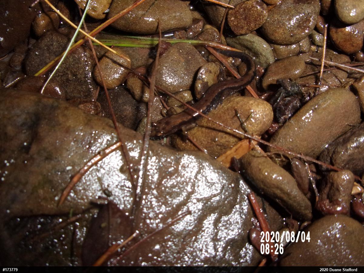 Allegheny Mountain Dusky Salamander