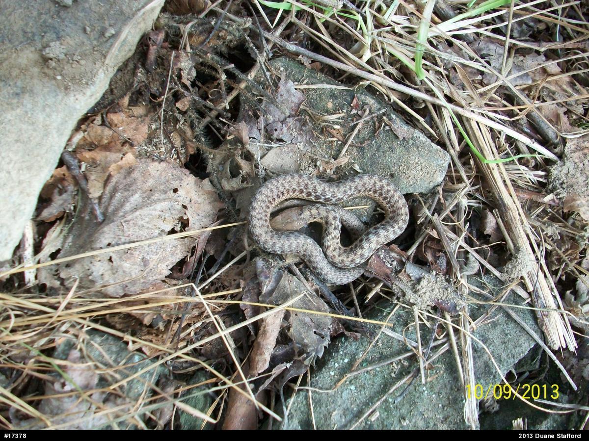 Eastern Gartersnake