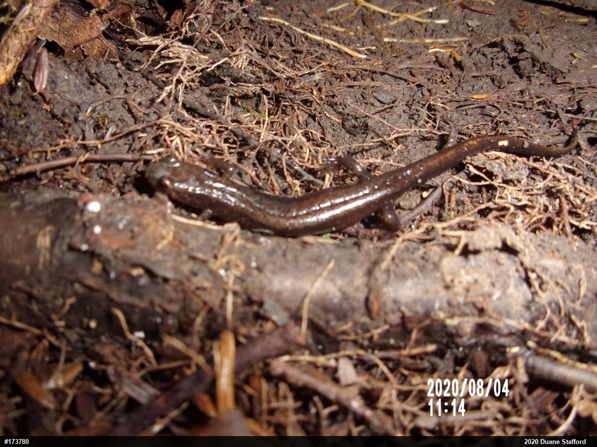 Allegheny Mountain Dusky Salamander