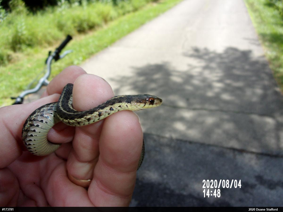 Eastern Gartersnake