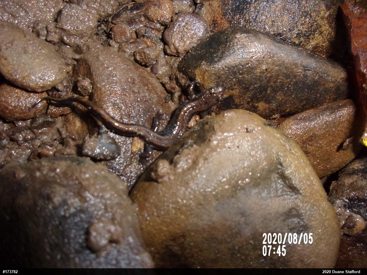 Allegheny Mountain Dusky Salamander