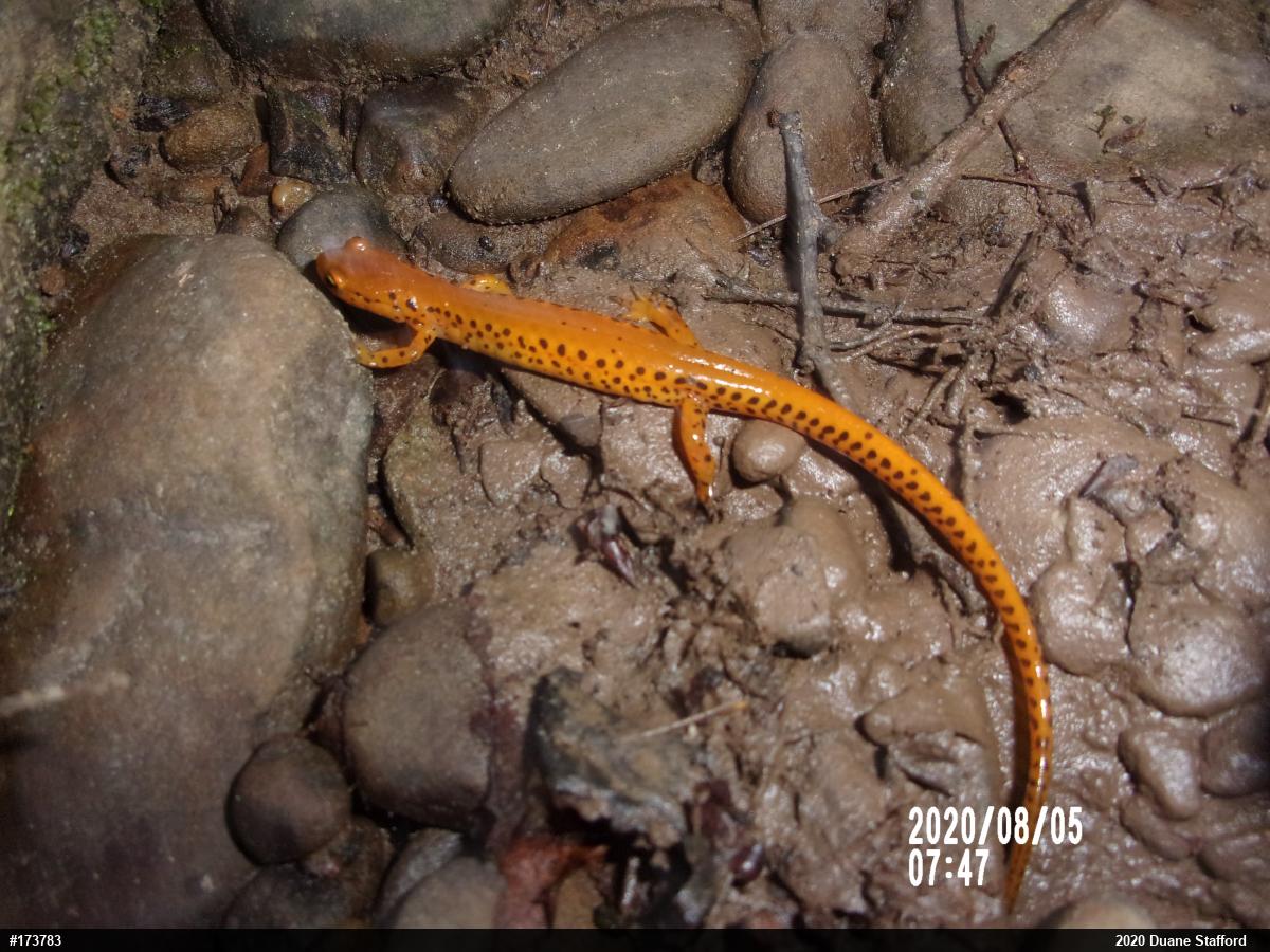 Eastern Long-tailed Salamander