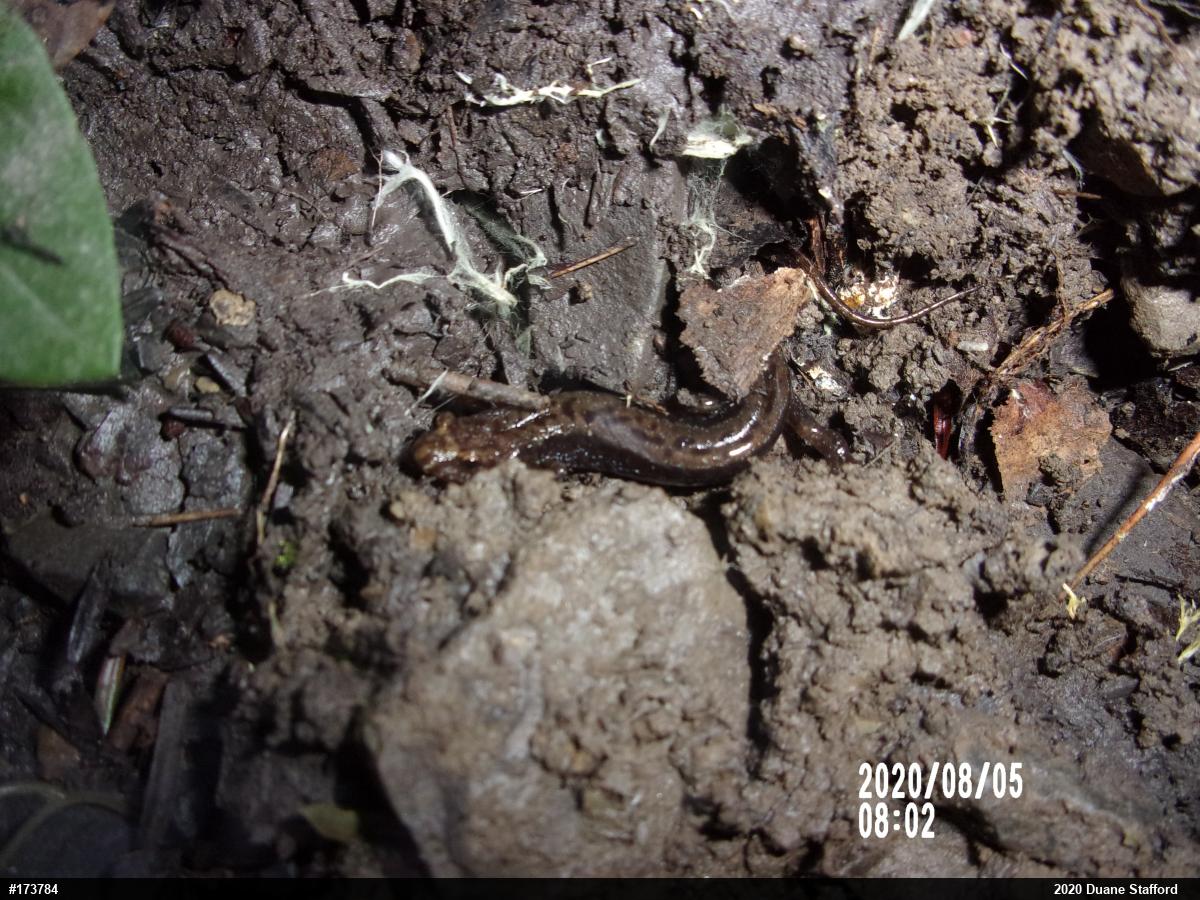 Allegheny Mountain Dusky Salamander