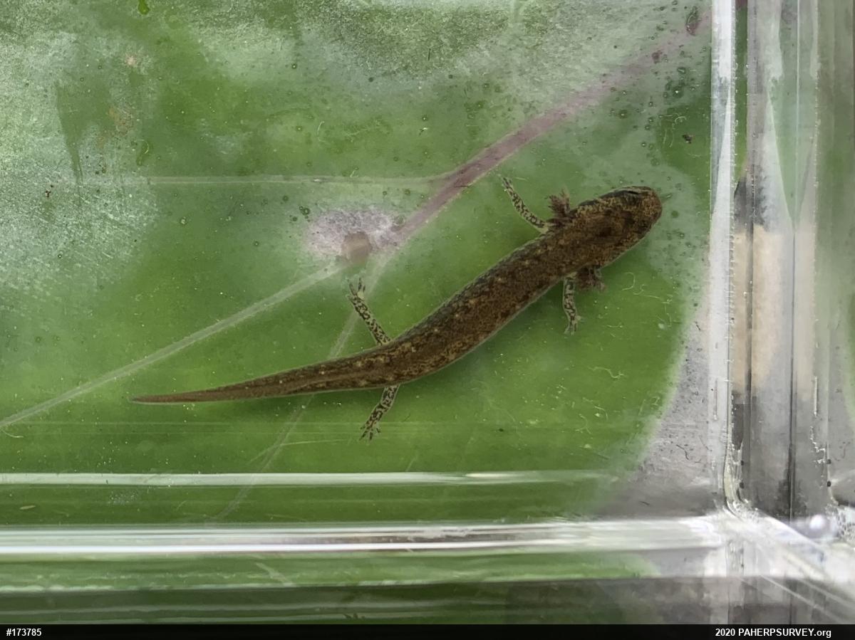 Northern Two-lined Salamander