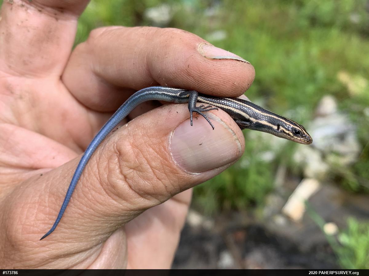Common Five-lined Skink