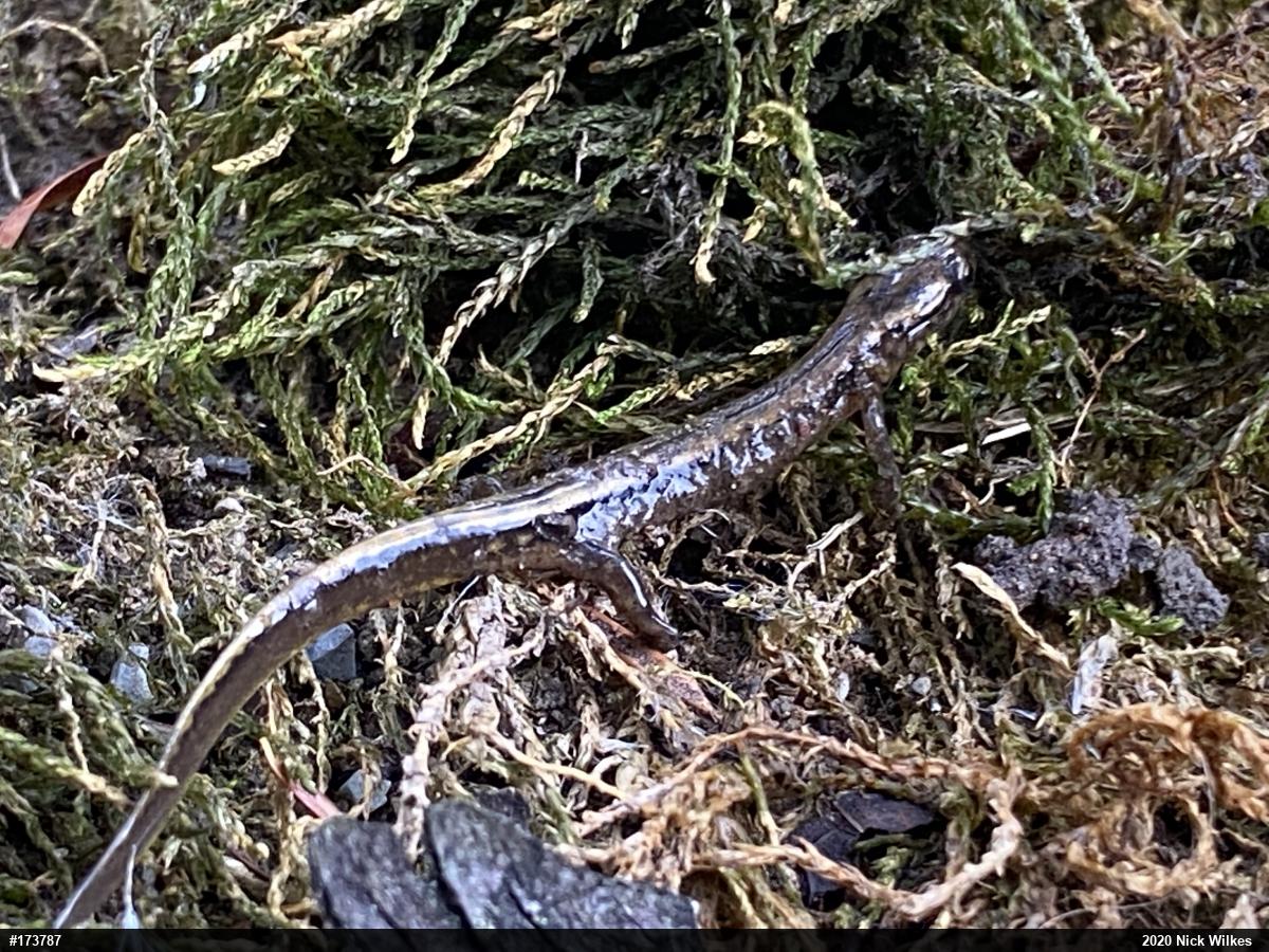 Northern Two-lined Salamander