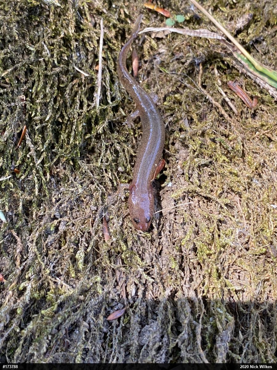 Northern Spring Salamander