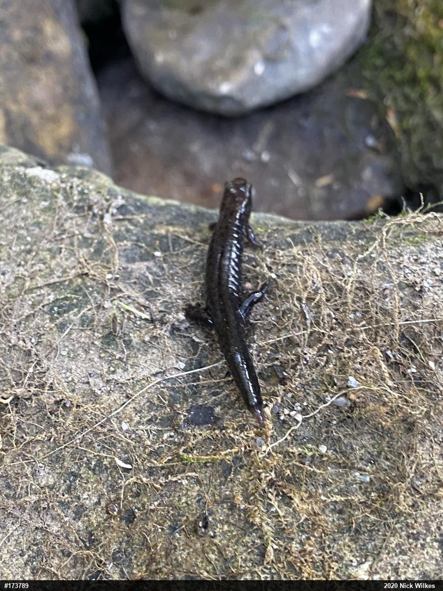 Allegheny Mountain Dusky Salamander
