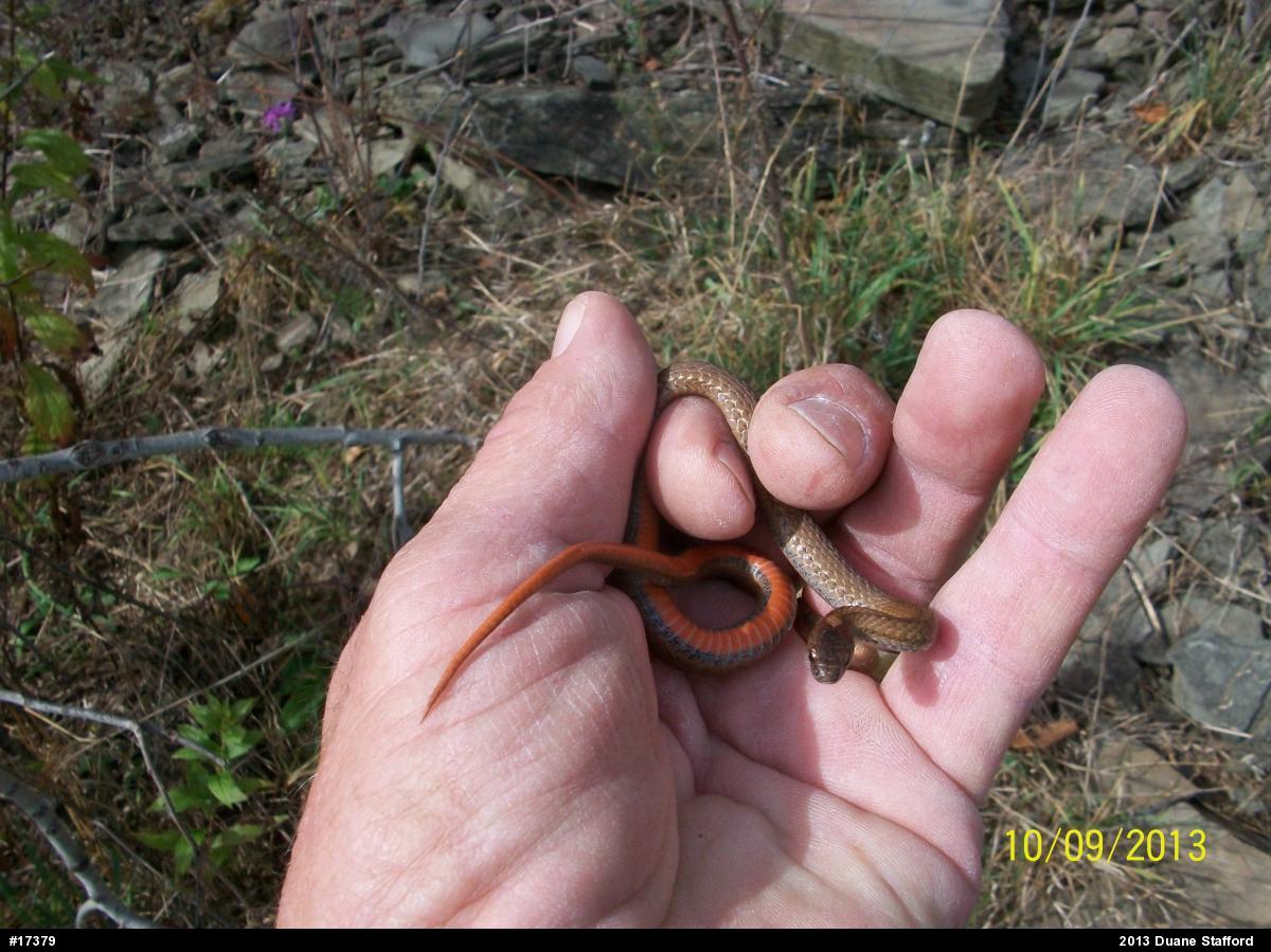 Red-bellied Snake