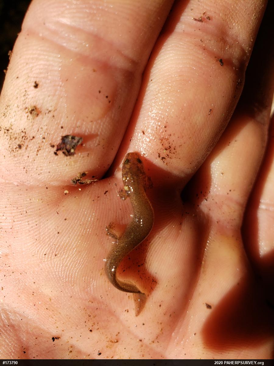 Northern Red Salamander