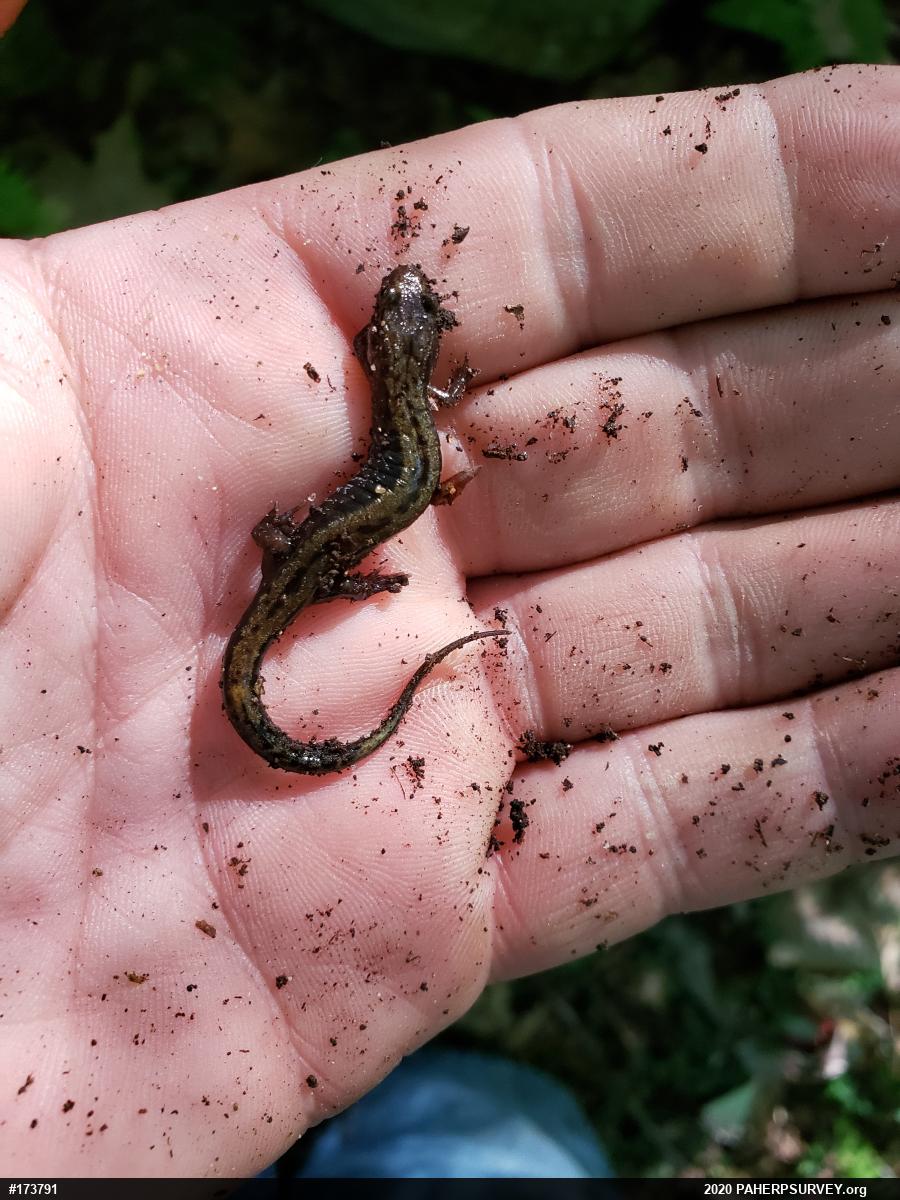 Allegheny Mountain Dusky Salamander