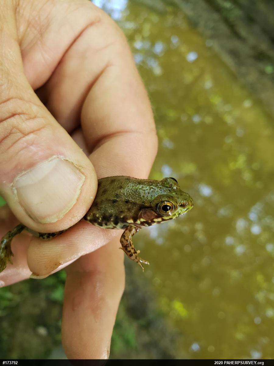 Green Frog