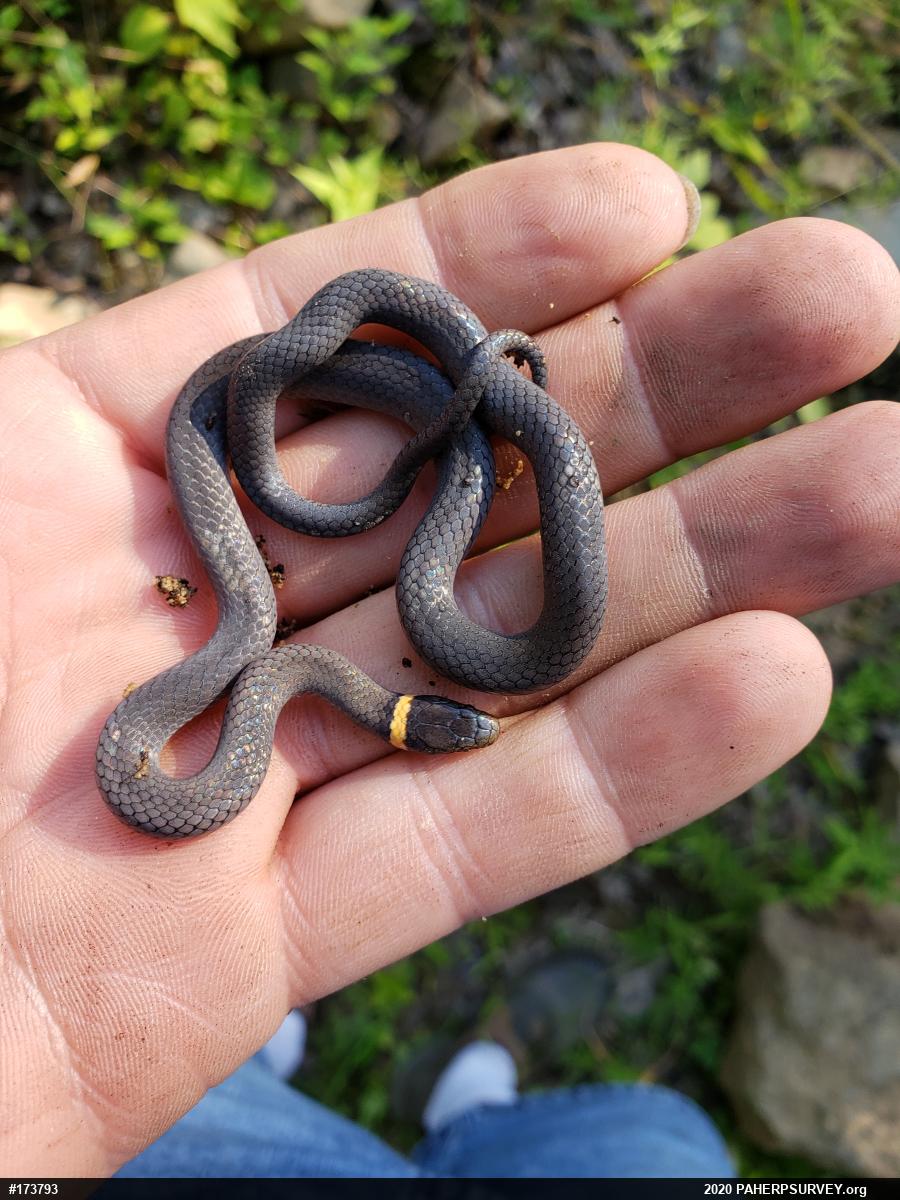 Northern Ring-necked Snake