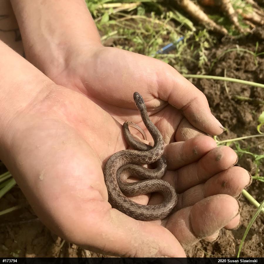 Dekay's Brownsnake