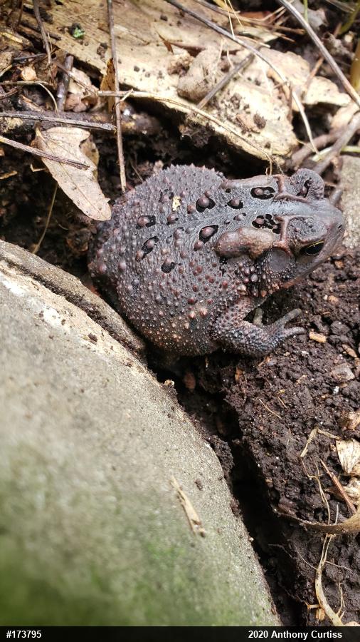 Eastern American Toad