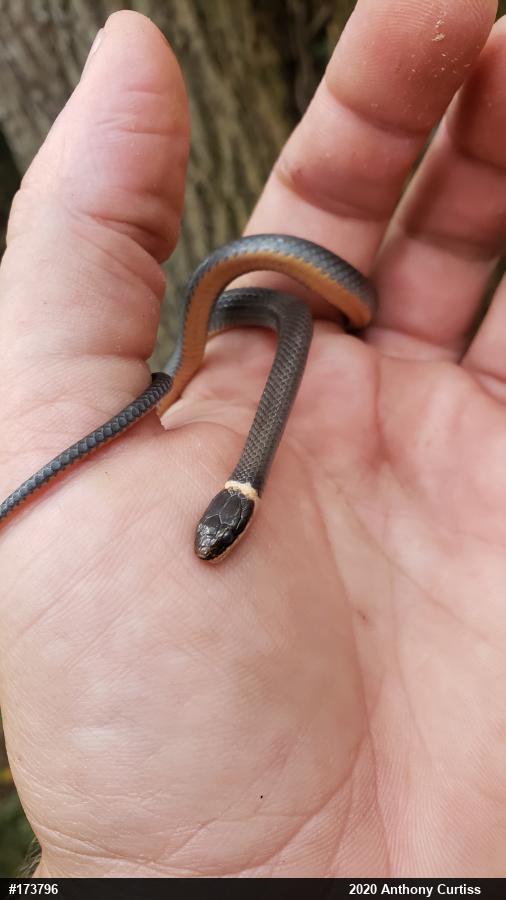 Northern Ring-necked Snake