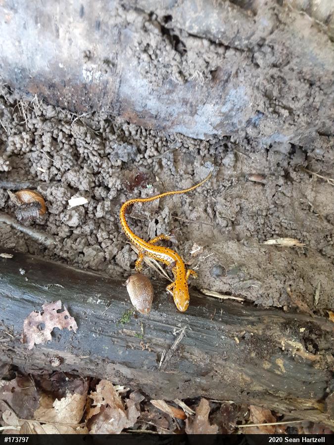 Eastern Long-tailed Salamander