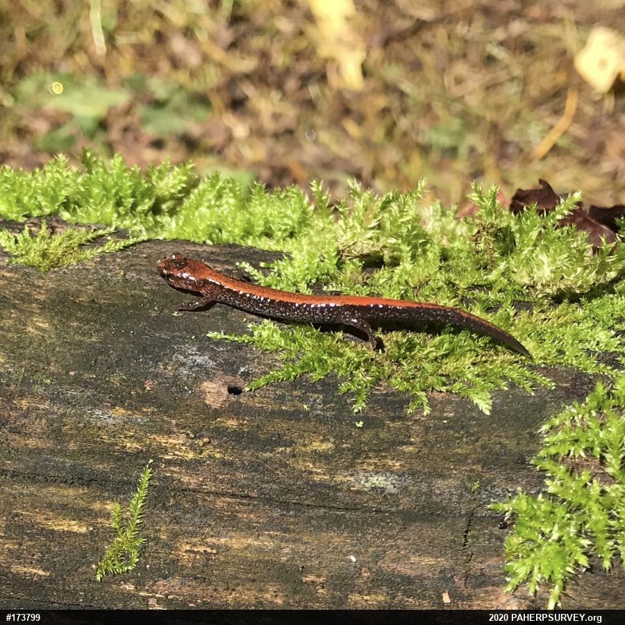Eastern Red-backed  Salamander