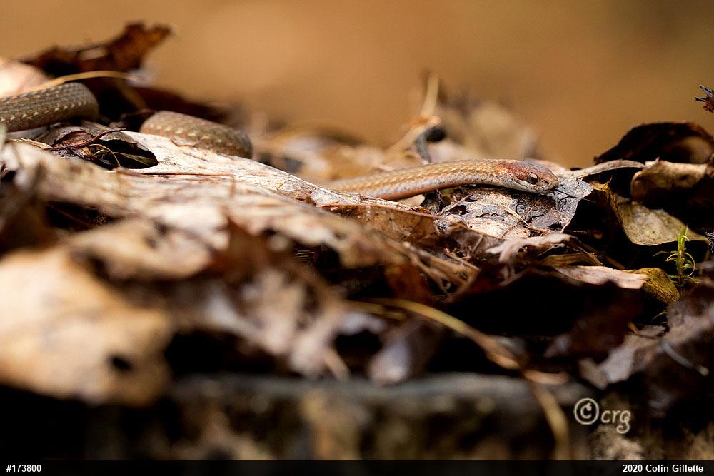 Red-bellied Snake