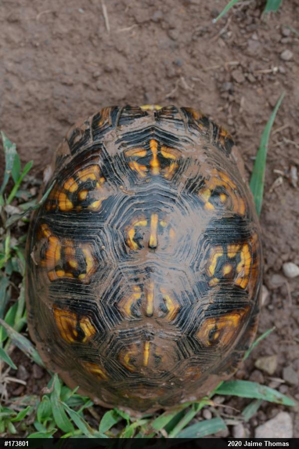 Eastern Box Turtle