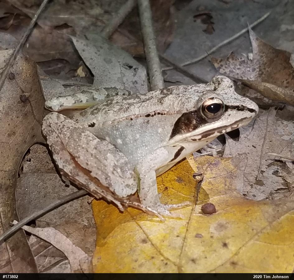 Wood Frog