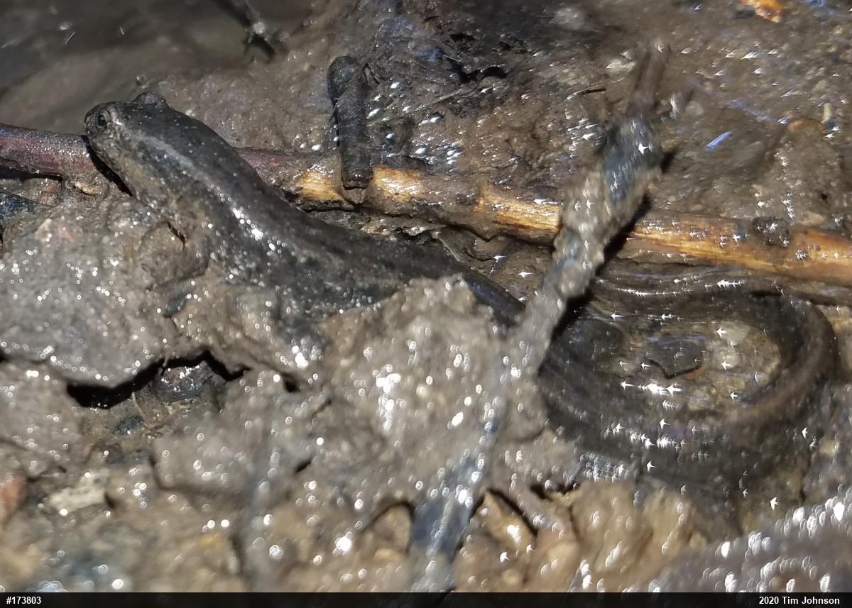 Northern Dusky Salamander