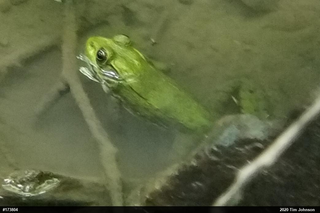 Green Frog