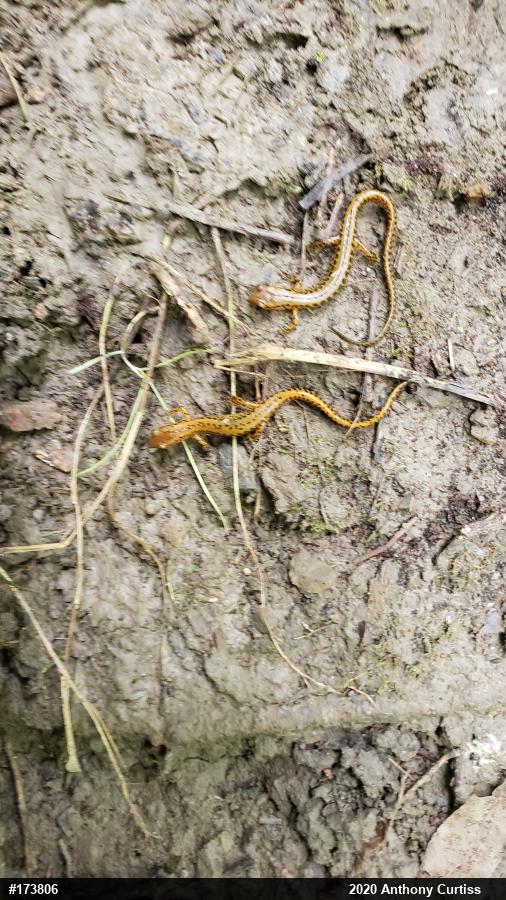 Eastern Long-tailed Salamander