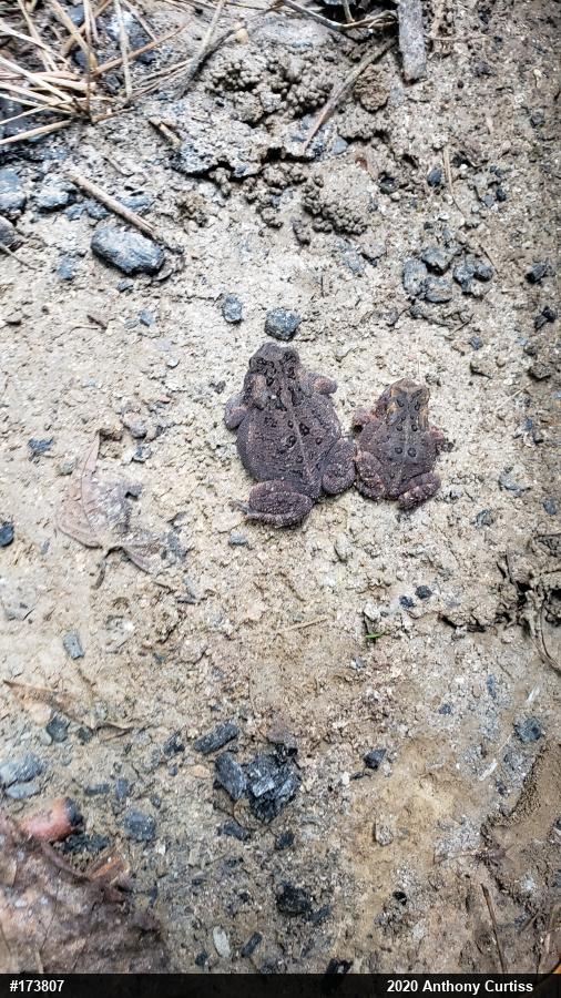 Eastern American Toad