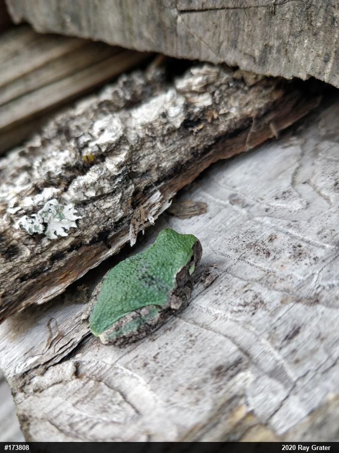 Unknown Gray Treefrog