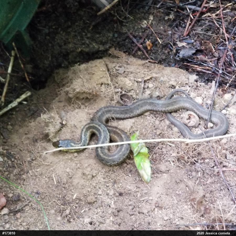 Eastern Gartersnake