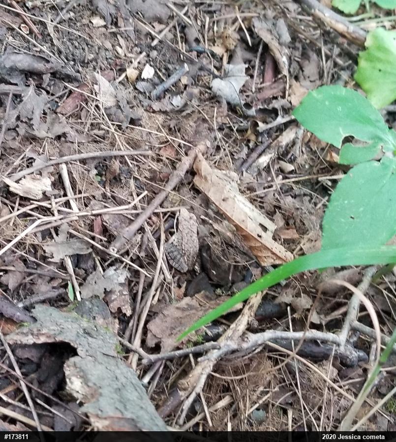 Wood Frog