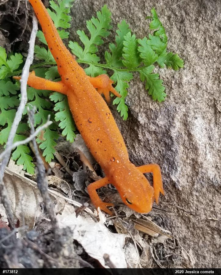 Red-spotted Newt